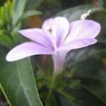 Barleria observatrix Flower