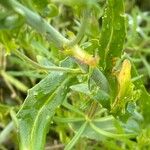 Mummenhoffia alliacea Blad