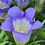 Gentiana acaulis Квітка