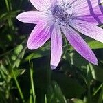 Anemone hortensis Kvet