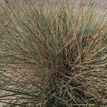 Juncus acutus Fuelha