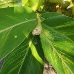 Alpinia zerumbet Blatt