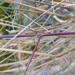 Calamagrostis pseudophragmites Blad