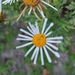 Tripleurospermum inodorumFiore