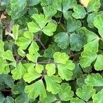 Aquilegia nigricans List