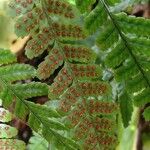 Dryopteris erythrosora 果實