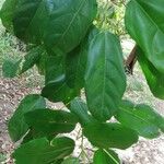 Macaranga monandra Leaf