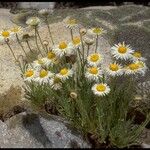 Erigeron pumilus ᱛᱟᱦᱮᱸ