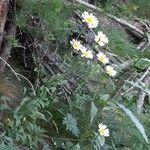 Leucanthemum subglaucum Habit