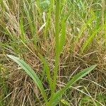 Dactylorhiza insularis Habit