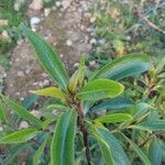 Myoporum laetum Blad