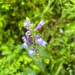 Lobelia siphiliticaFlower