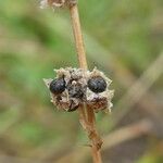 Chenopodium album 果實