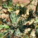 Cylindropuntia kleiniae Leaf