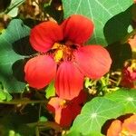 Tropaeolum majusBlodyn