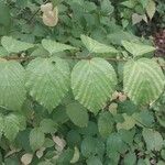 Rhodotypos scandens Folio