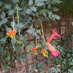 Campsis radicans Blüte