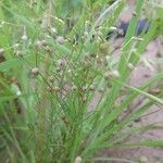 Spergularia diandra Otro