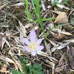 Colchicum autumnaleÕis