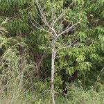 Strophanthus eminii Habitus
