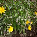 Hieracium villosum Habit