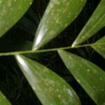 Neonicholsonia watsonii Φύλλο