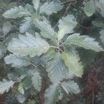 Sorbus intermedia Leaf