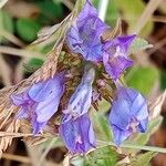Campanula glomerata Flor