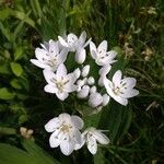 Allium neapolitanum Kukka