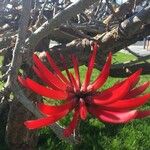 Erythrina flabelliformis Květ