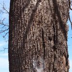 Ceiba pubiflora Φλοιός