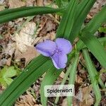 Tradescantia virginianaКветка