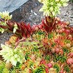 Sempervivum grandiflorum 花