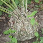 Encephalartos munchii Φλοιός