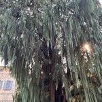 Cupressus cashmeriana Φύλλο