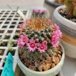 Mammillaria backebergiana Цвят