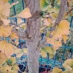 Ginkgo biloba Bark