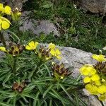 Erysimum duriaei Квітка