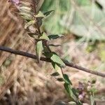 Odontites vernus Leaf