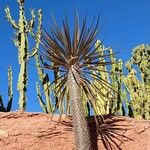 Pachypodium geayi Φύλλο