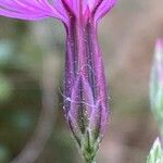 Crupina crupinastrum Flower