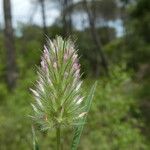 Trifolium angustifolium Fula