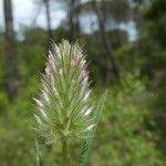 Trifolium angustifolium Květ