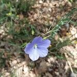 Linum narbonense Blomst