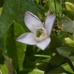 Gentianella ramosa Flor