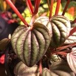 Peperomia albovittata 叶