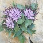 Physoplexis comosa 花