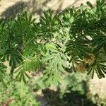 Acacia tortilis Hoja