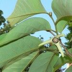 Annona cherimola Flower