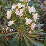 Echium decaisnei Flower